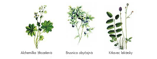 Gynex bylinný preparát Energy | Bioinformačné prípravky | Výživové doplnky
